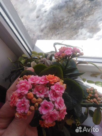 Каланхоэ махровый