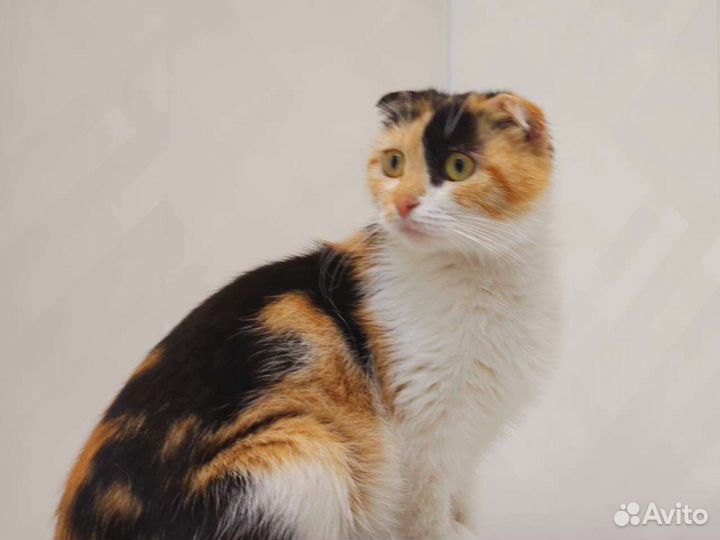 Выброшенной вислоушке (10 месяцев) нужен дом