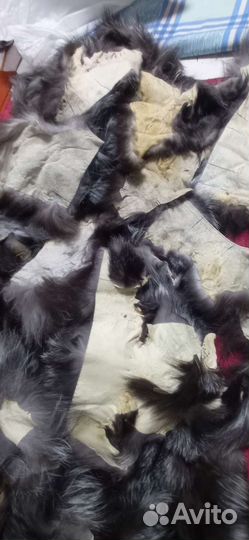 Чернобурка лиса обрезь