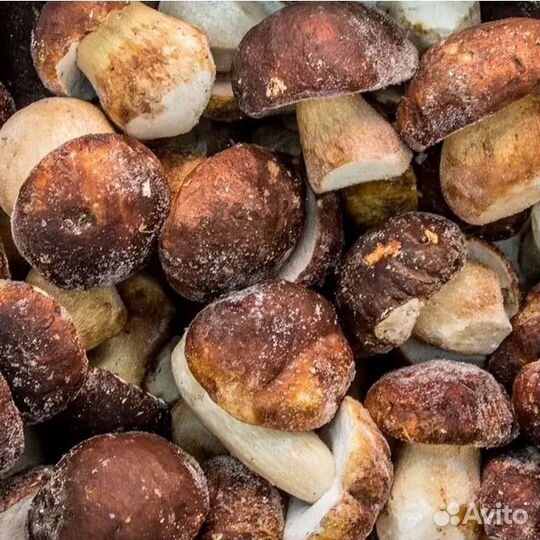 Белые грибы свежие
