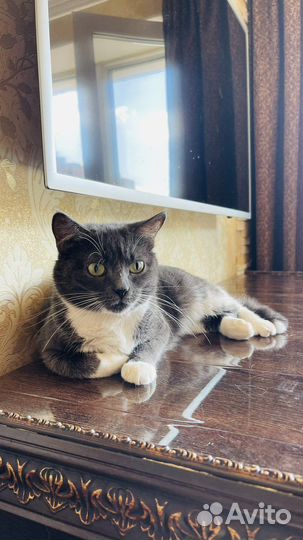 Кошки в добрые руки бесплатно