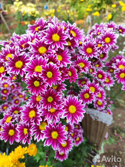 Рассада Хризантема 