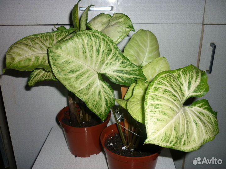 Сингониум баттерфляй 2 вида молодые растения