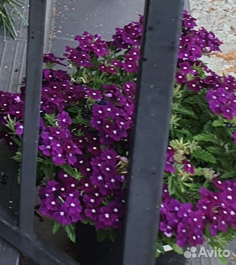 Вербена вегетативная