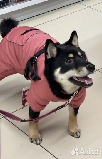 Костюм для собаки