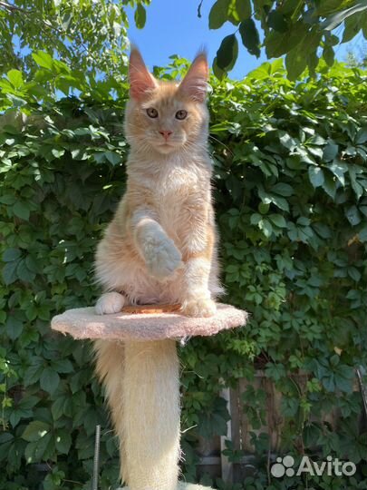 Мейн-кун котенок