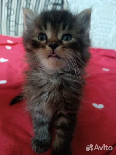 Пушистики в добрые ручки