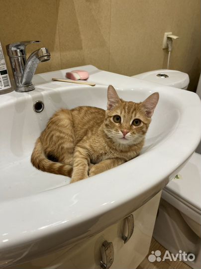 Кот