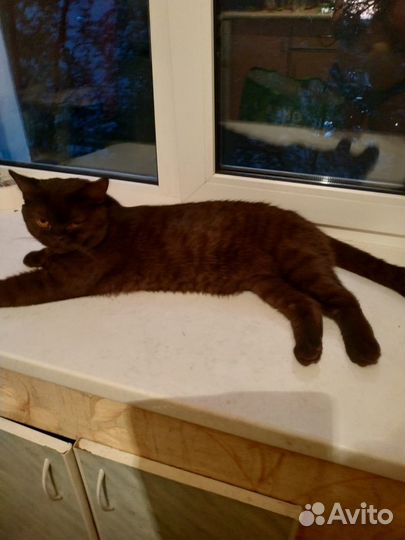 Шотландский кот вязка