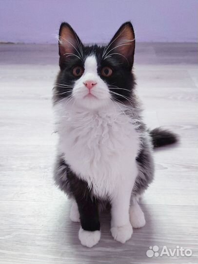 Кошечка 4 месяца