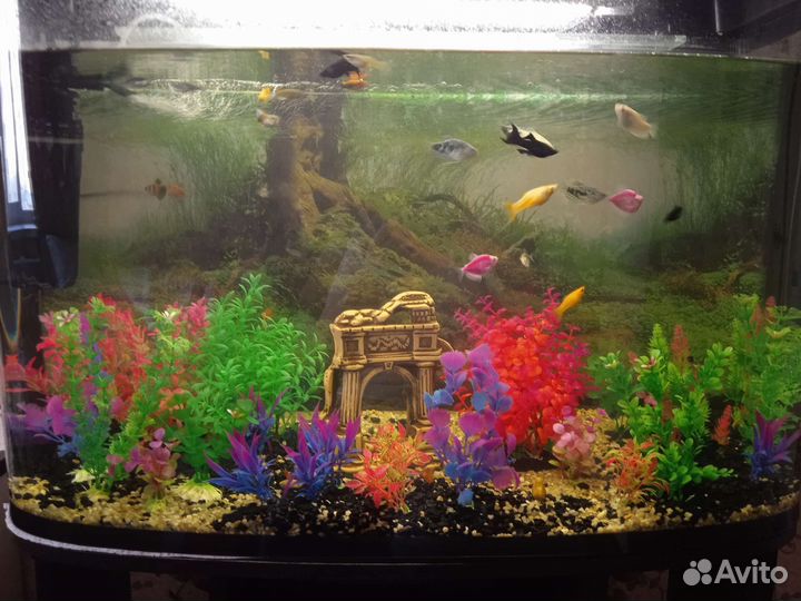 Аквариумные рыбки