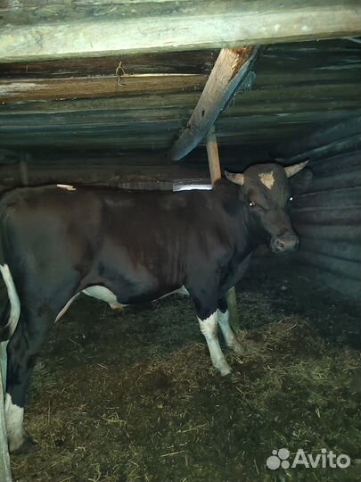 Продается бычок, 1.3 мес