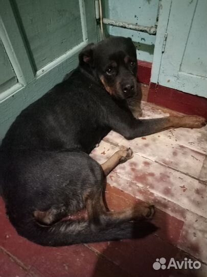 Отдам ротвейлера