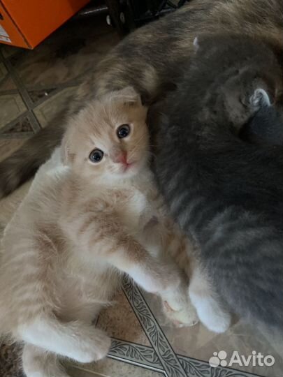 Вислоухие котята