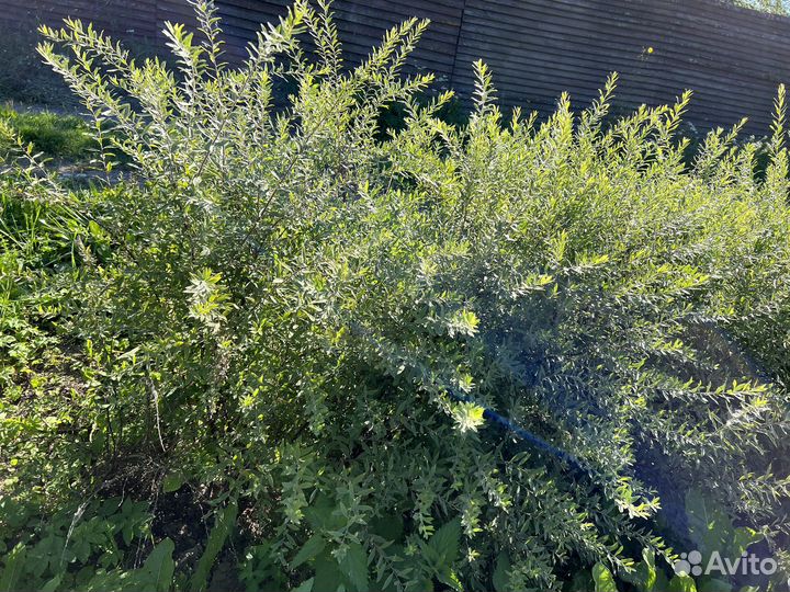 Спирея серая грефшейм