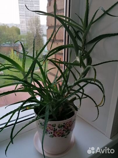 Алоэ комнатное растение в керамическом горшке