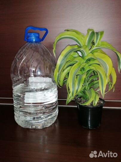 Драцена лимон лайм