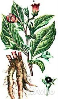 Белладонна или красавка обыкновенная