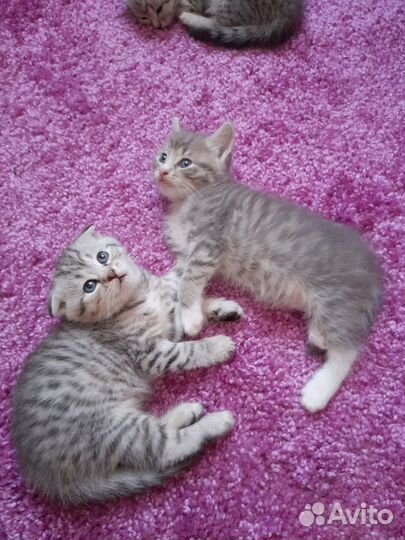 Британские котята