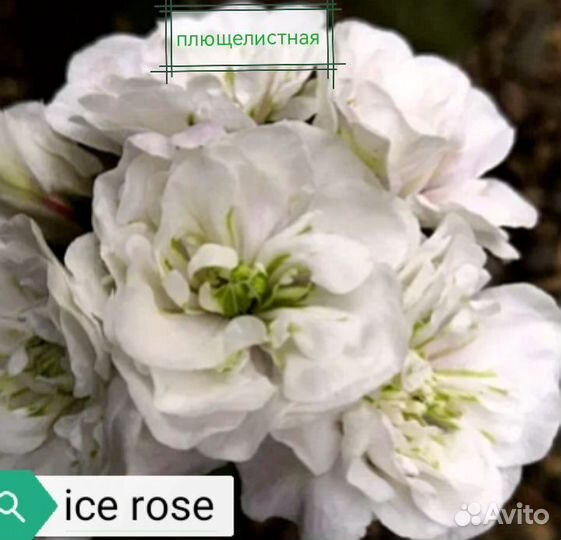 Пеларгония герань