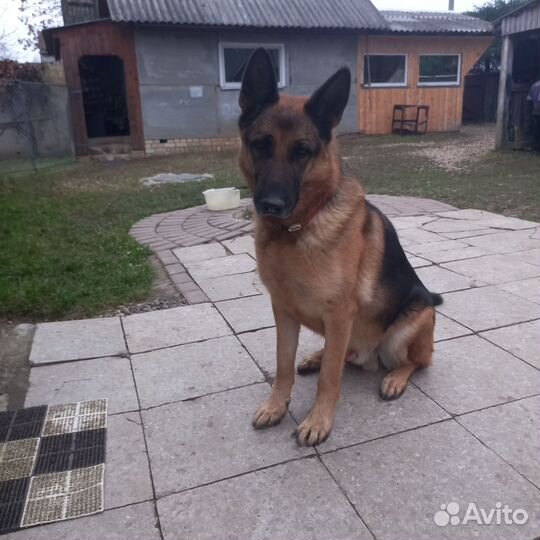 Отдадим в хорошие руки