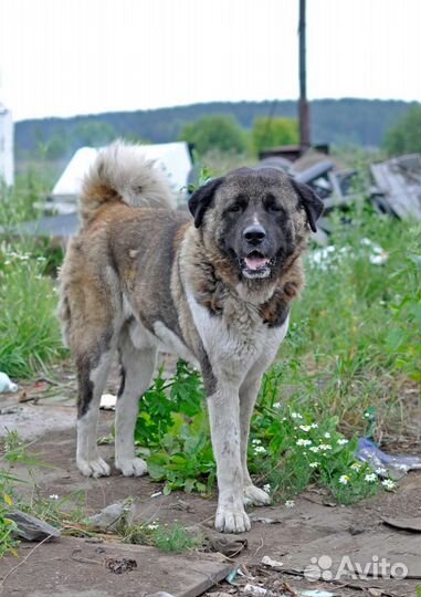 Метис акиты