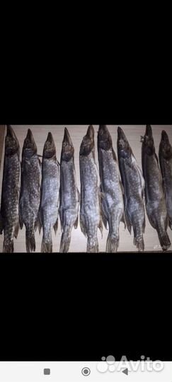 Вобла -сорога