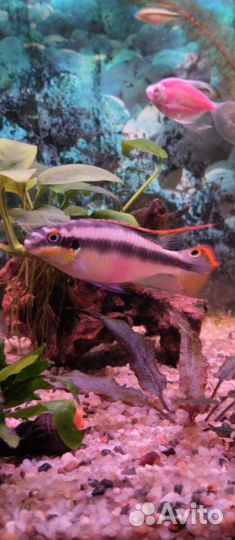 Пельвикахромис пульхера