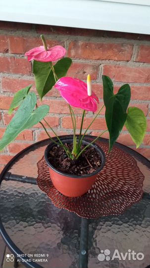 Антуриум сортовой