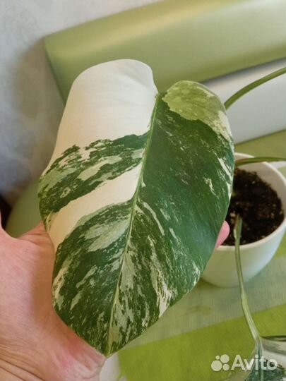 Монстера Альба