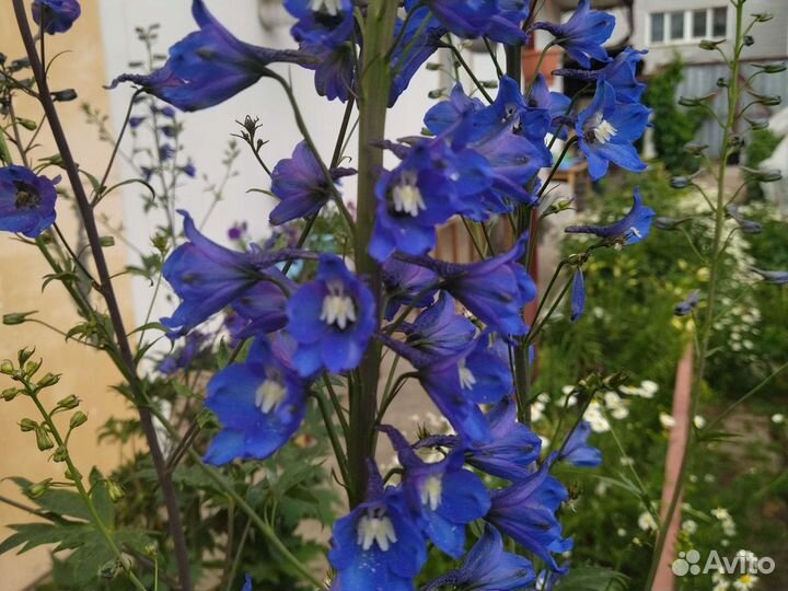 Дельфиниум