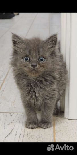 Британские и обычные котята,бесплатно