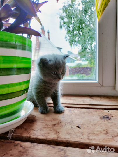 Британские котята бесплатно