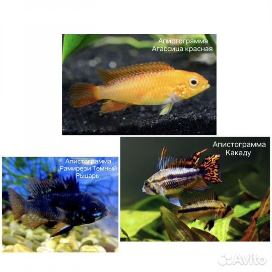 Аквариумные рыбки, креветки, улитки