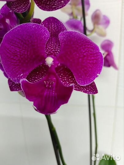 Орхидея фаленопсис биг лип Гэлакси