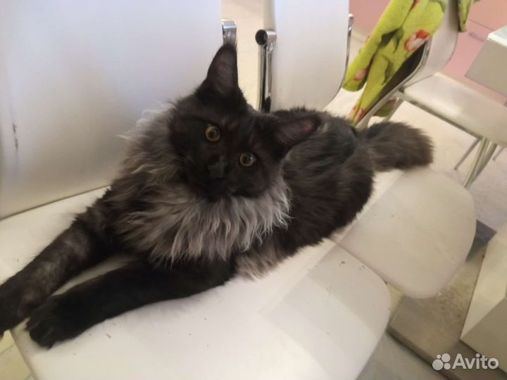 Вязка мейн-кун