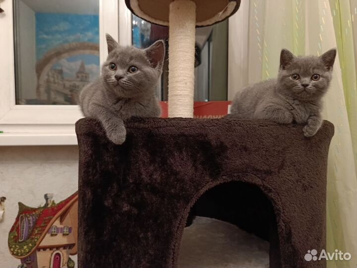 Британские чистокровные котята