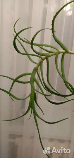 Алоэ лечебный срез