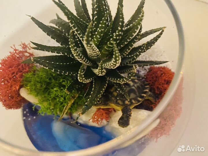 Флорариумы под заказ