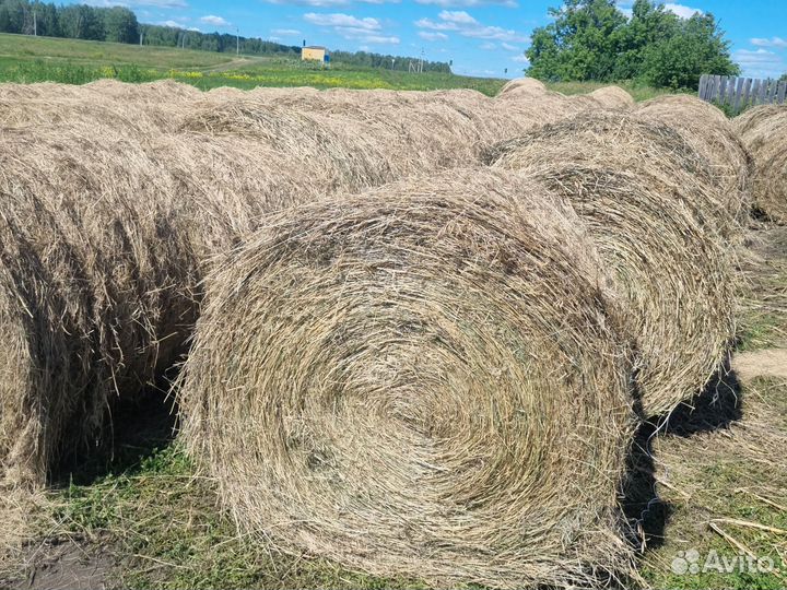 Продам сено в рулонах