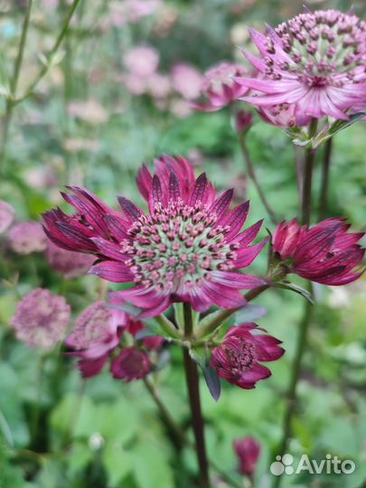 Астранции садовые многолетник