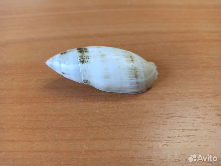 Морская раковина