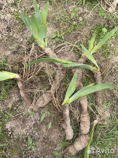 Ирисы карликовый и ирис бородатый