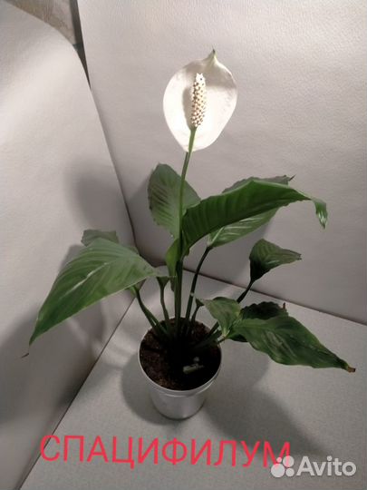 Спацифилум