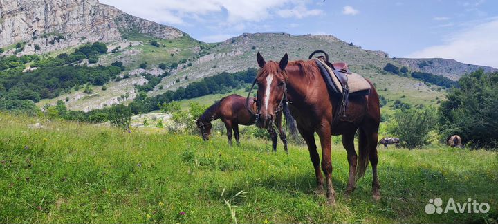 Конные прогулки. Экскурсии на лошадях