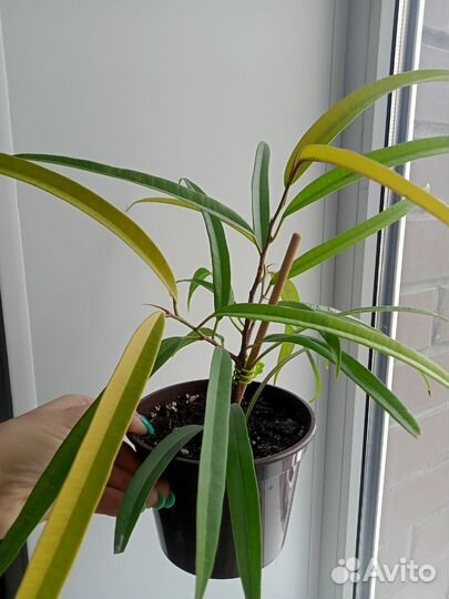 Фикус Али амстел голд