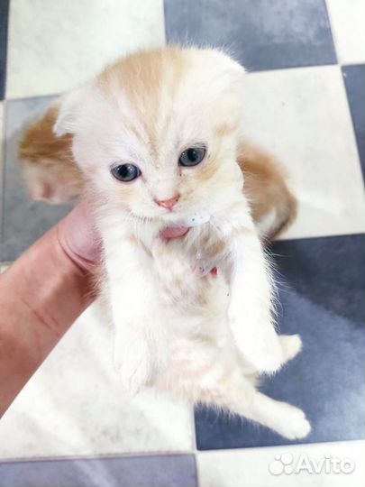 Шотландские котята