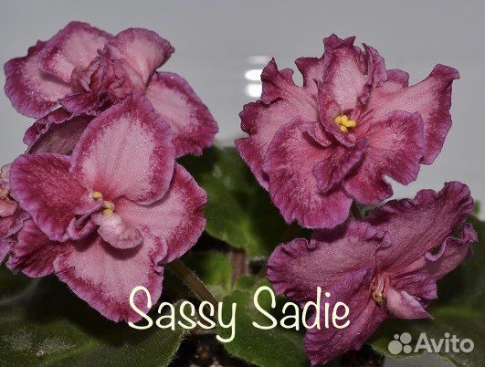 Фиалка сортовая