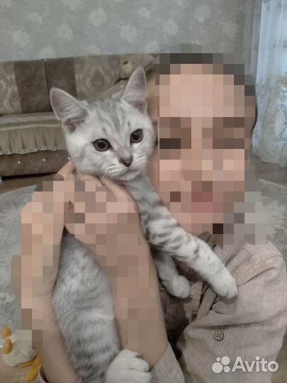 Шотландец прямоухий