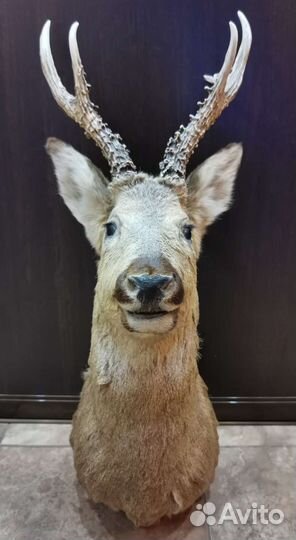 Чучело косули